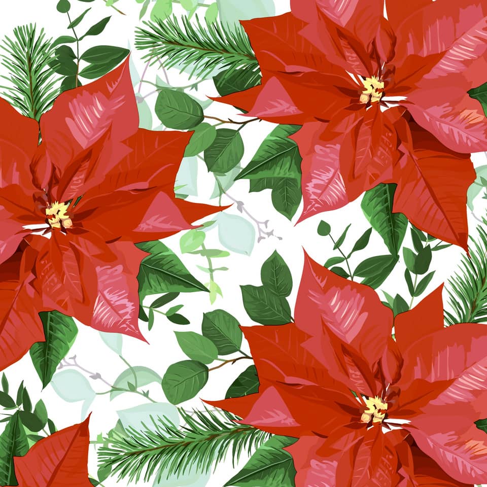 Weihnachts-Zelltuchserviette, Weihnachtsstern (Poinsettie), 33 x 33 cm, 3-lagig, 20 Stück PAPER+DESIGN 203245