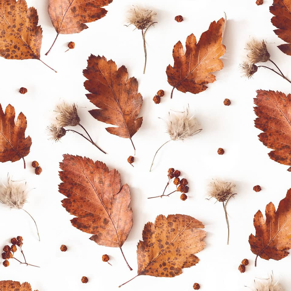 Motivserviette Soft Autumn, 33 x 33 cm, 3-lagig, 20 Stück ATELIER 1211-23042 ATELIER 1211-23042  3lag