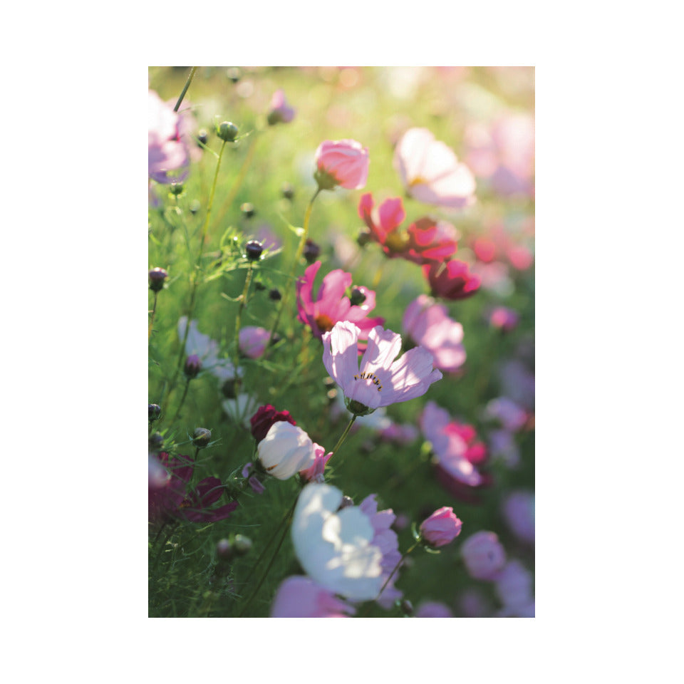 Allgemeine Karte ohne Text  LC-058 LC-058 Bild