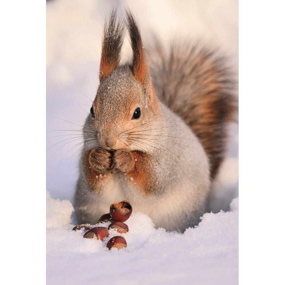 Weihnachtsbillett ohne Text Eichhörnchen im Schnee Motiv SKORPION 22-5765 22-5765   Bild