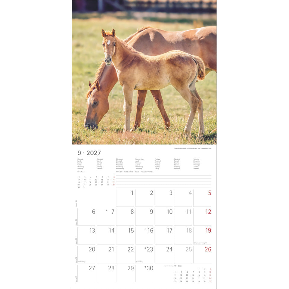 Bildkalender Pferde, 30 x 60 cm ALPHA 106901 ALPHA 106901  30x30cm