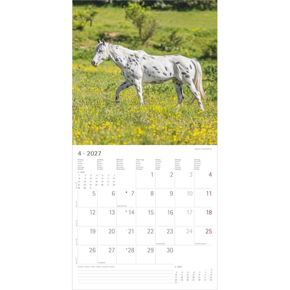 Bildkalender Pferde, 30 x 60 cm ALPHA 106901 ALPHA 106901  30x30cm