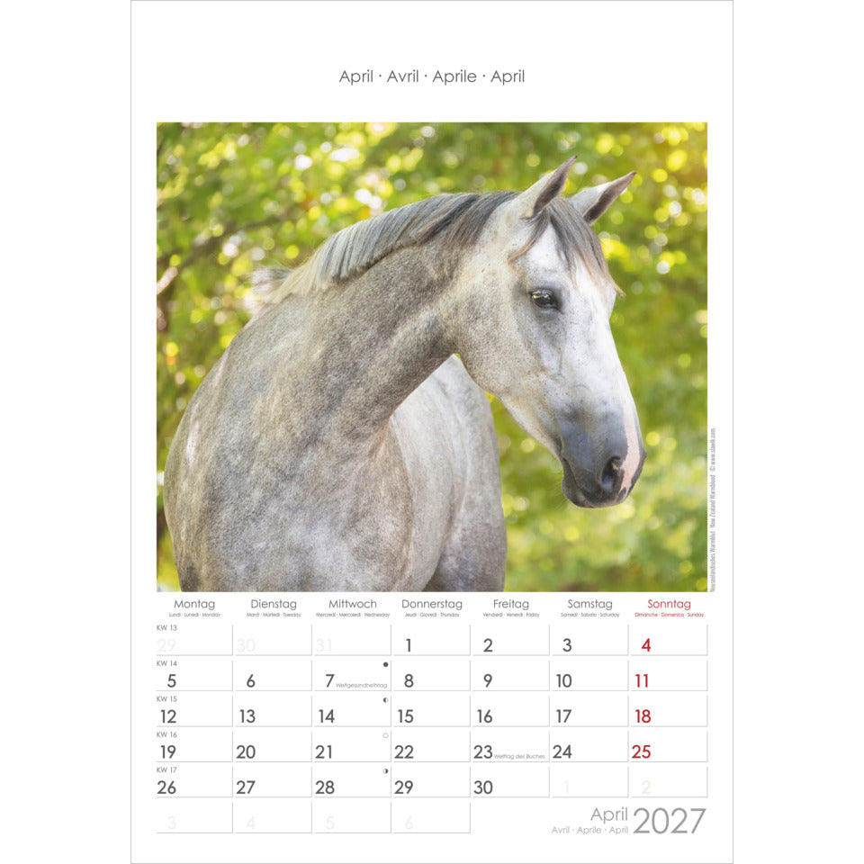 Bildkalender Pferde, 23,7 x 34 cm ALPHA 104801 ALPHA 104801  23,7x34cm