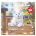 Bildkalender Samtpfötchen 2027, 30 x 30 cm, 1M/1S ZETTLER 105800 ZETTLER 105800 30x30cm