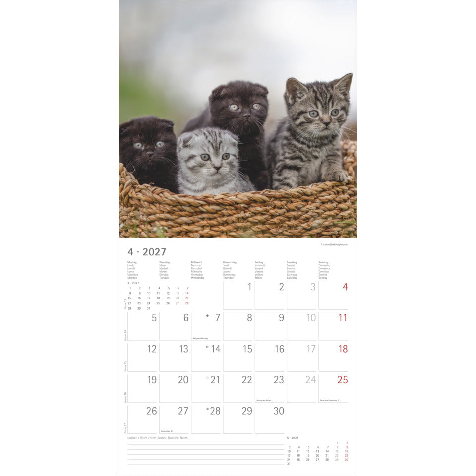 Bildkalender Samtpfötchen 2027, 30 x 30 cm, 1M/1S ZETTLER 105800 ZETTLER 105800 30x30cm